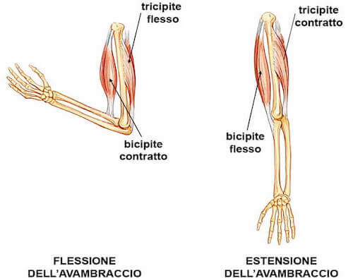 I muscoli bicipite brachiale e tricipite sono antagonisti tra loro