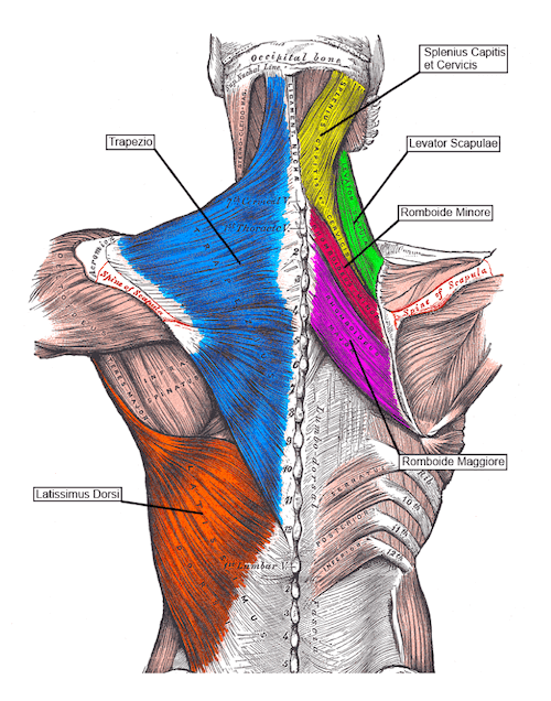 Muscoli che hanno rapporti con i Romboidi