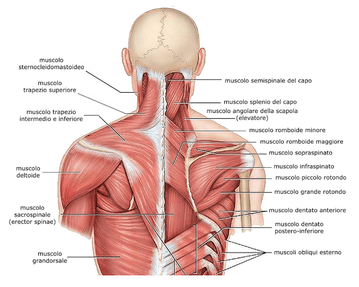 muscoli del Dorso
