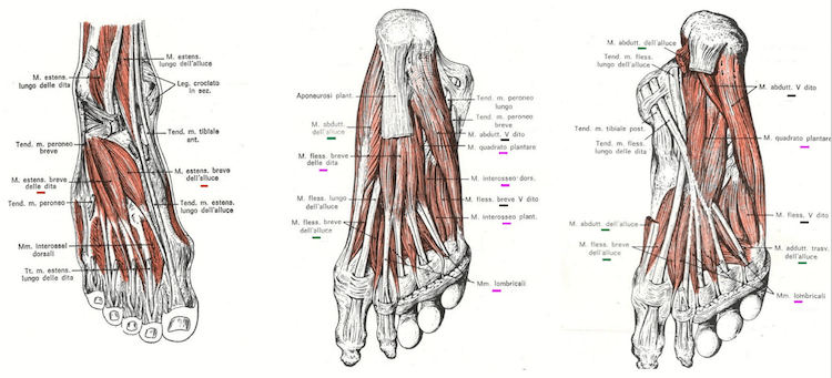 Muscoli del piede