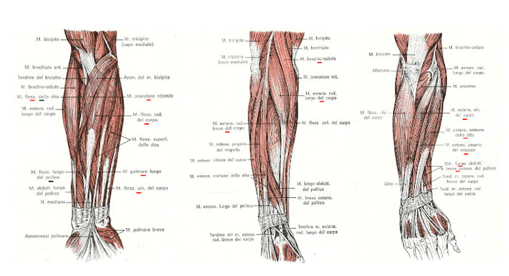 Muscoli dell'avambraccio