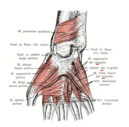 Muscoli dell'eminenza ipotenare