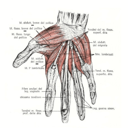 Muscoli dell'eminenza tenare