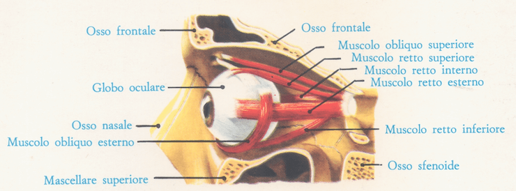 Muscoli dell'occhio