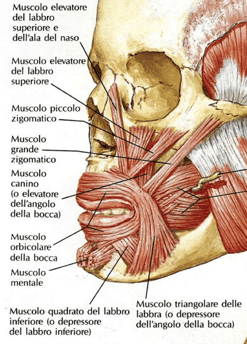 Muscoli della bocca