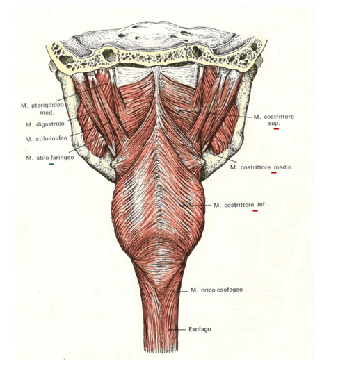 Muscoli della faringe