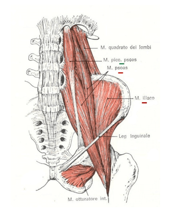 Muscoli della fossa iliaca