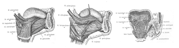 Muscoli della lingua