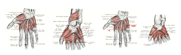 Muscoli della mano