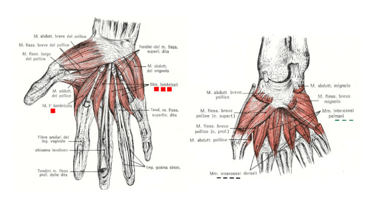 Muscoli della regione intermedia della mano