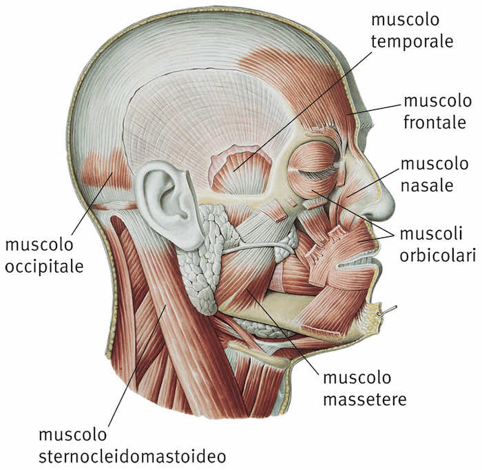 Muscoli della testa