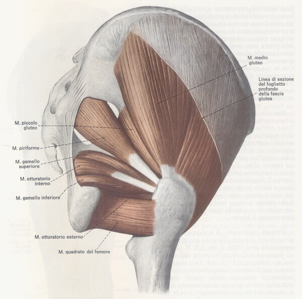 Muscoli esterni dell'anca destra