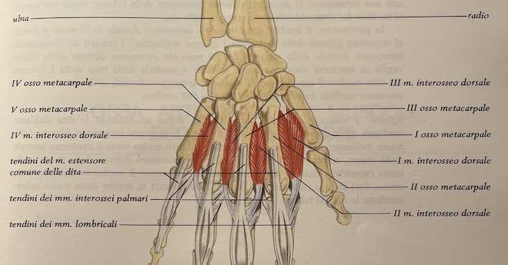 Muscoli interossei dorsali della mano