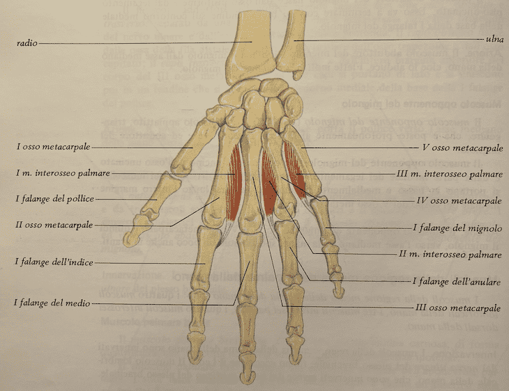 Muscoli interossei palmari