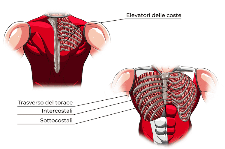 Muscoli intrinseci del torace