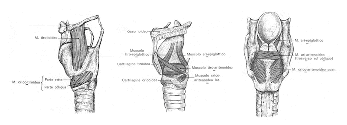 Muscoli laringei