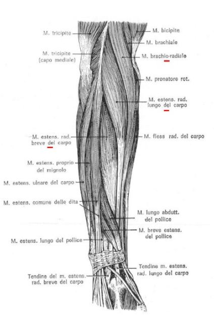 Muscoli laterali dell'avambraccio