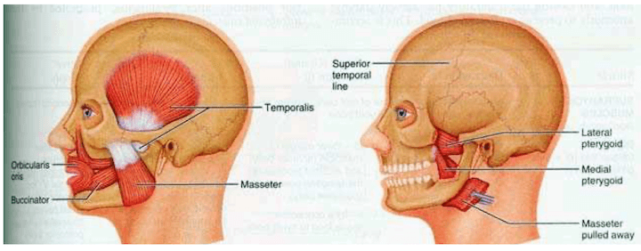 Muscoli masticatori
