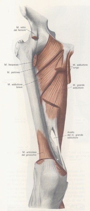 Piano profondo dei muscoli mediali della coscia destra