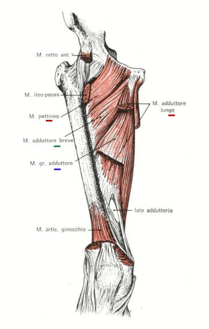 Muscoli mediali della coscia