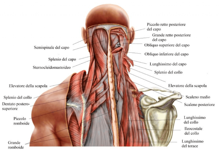 Muscoli Posteriori del Collo