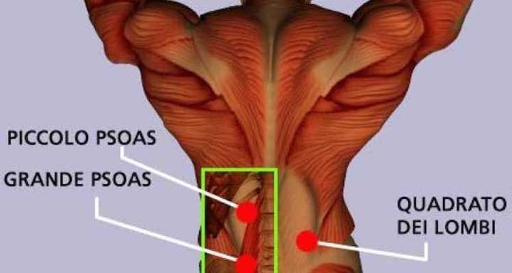 Muscoli posteriori dell'addome