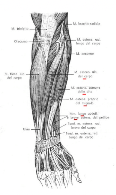 Muscoli posteriori dell'avambraccio