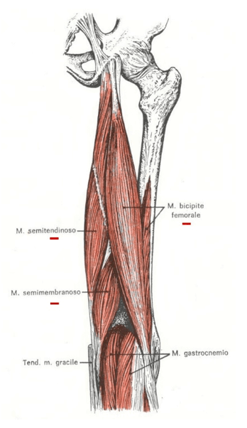 Muscoli posteriori della coscia