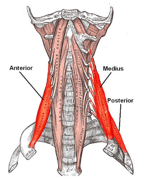 Muscoli Scaleni