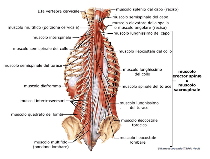 Muscoli Spino Dorsali profondi della Colonna Vertebrale