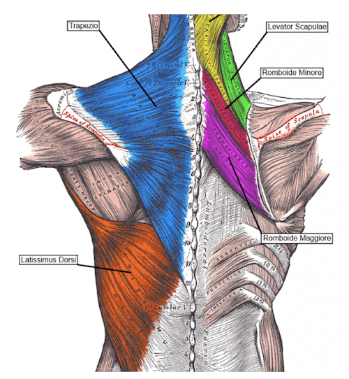 Muscoli superficiali del Dorso