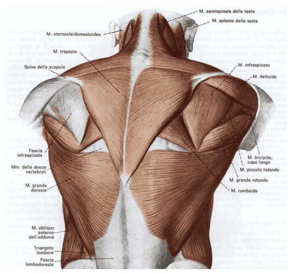 Muscoli superficiali del Dorso