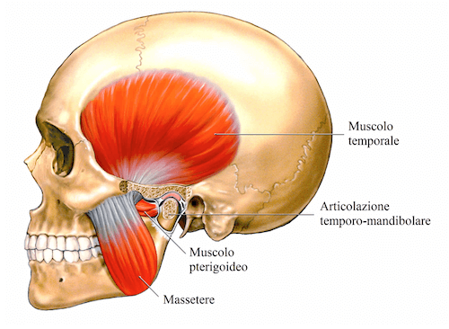 Muscoli Temporale e Massetere