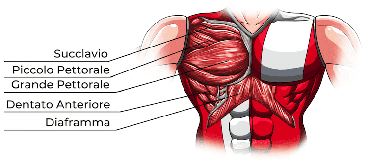 Muscoli toracoappendicolari