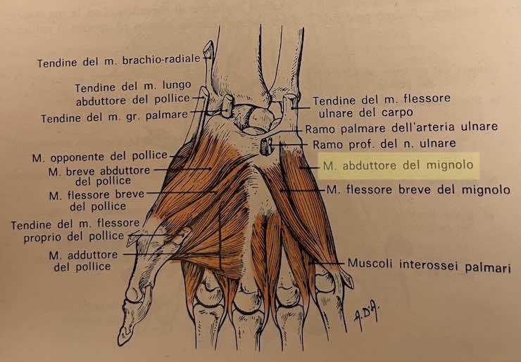 Muscolo abduttore del mignolo