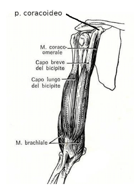 Muscolo bicipite brachiale