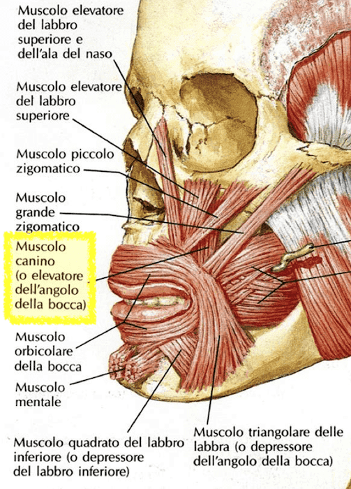 Muscolo canino