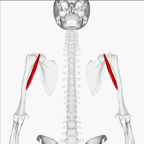 Muscolo coracobrachiale