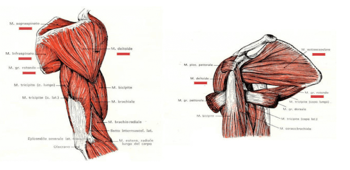 Rapporti anatomici del muscolo deltoide con gli altri muscoli della spalla