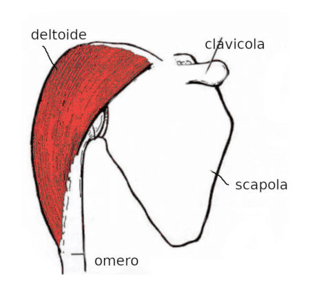 Muscolo deltoide