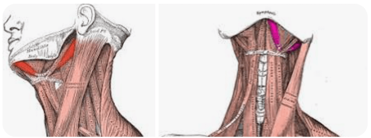 Vista laterale e vista anteriore del muscolo digastrico