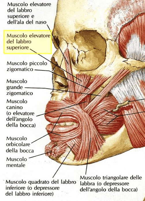 Muscolo elevatore del labbro superiore