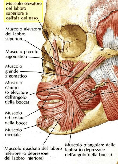 Muscolo elevatore dell'ala del naso e del labbro superiore