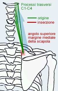 Muscolo elevatore della scapola