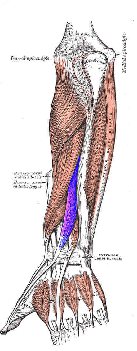 Muscolo estensore lungo del pollice