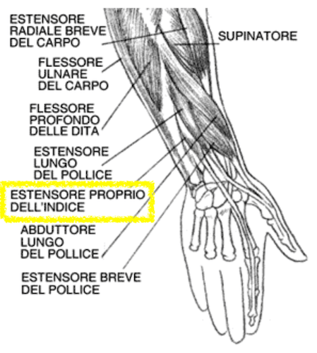 Muscolo estensore proprio dell'indice