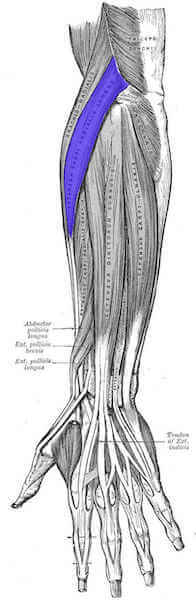 Muscolo estensore radiale lungo del carpo