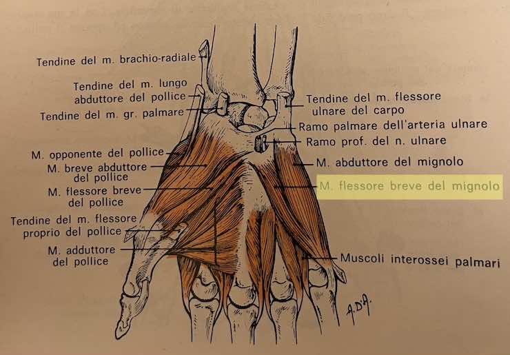 Muscolo flessore breve del mignolo