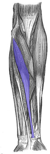 Muscolo flessore radiale del carpo