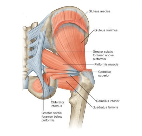 Muscolo gemello superiore e inferiore